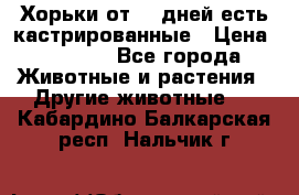   Хорьки от 35 дней есть кастрированные › Цена ­ 2 000 - Все города Животные и растения » Другие животные   . Кабардино-Балкарская респ.,Нальчик г.